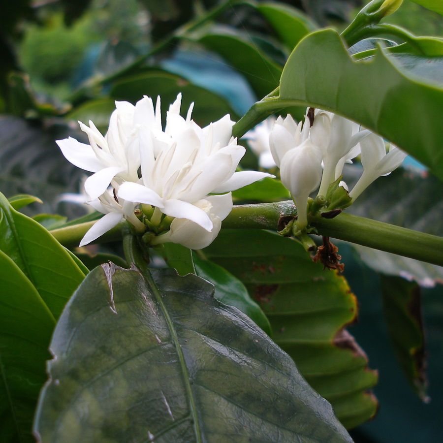 St-Helena-Coffee-Flower-borbon.jpg