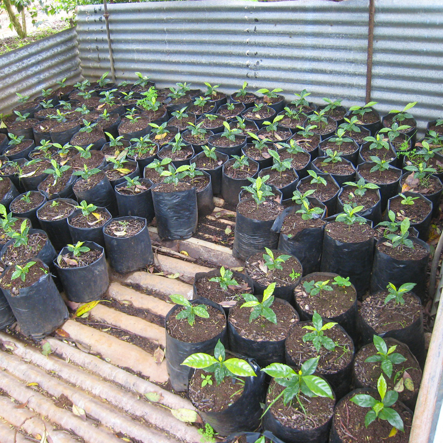 St-Helena-Coffee-Nursery-2.jpg