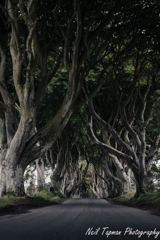 DarkHedges.jpg