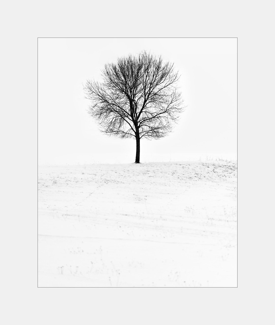  Alone in the Snow. Taken on a whim one day when I was driving home from my studio. I happened to see this tree alone in the middle of a snow covered field and had to stop for this photo.  