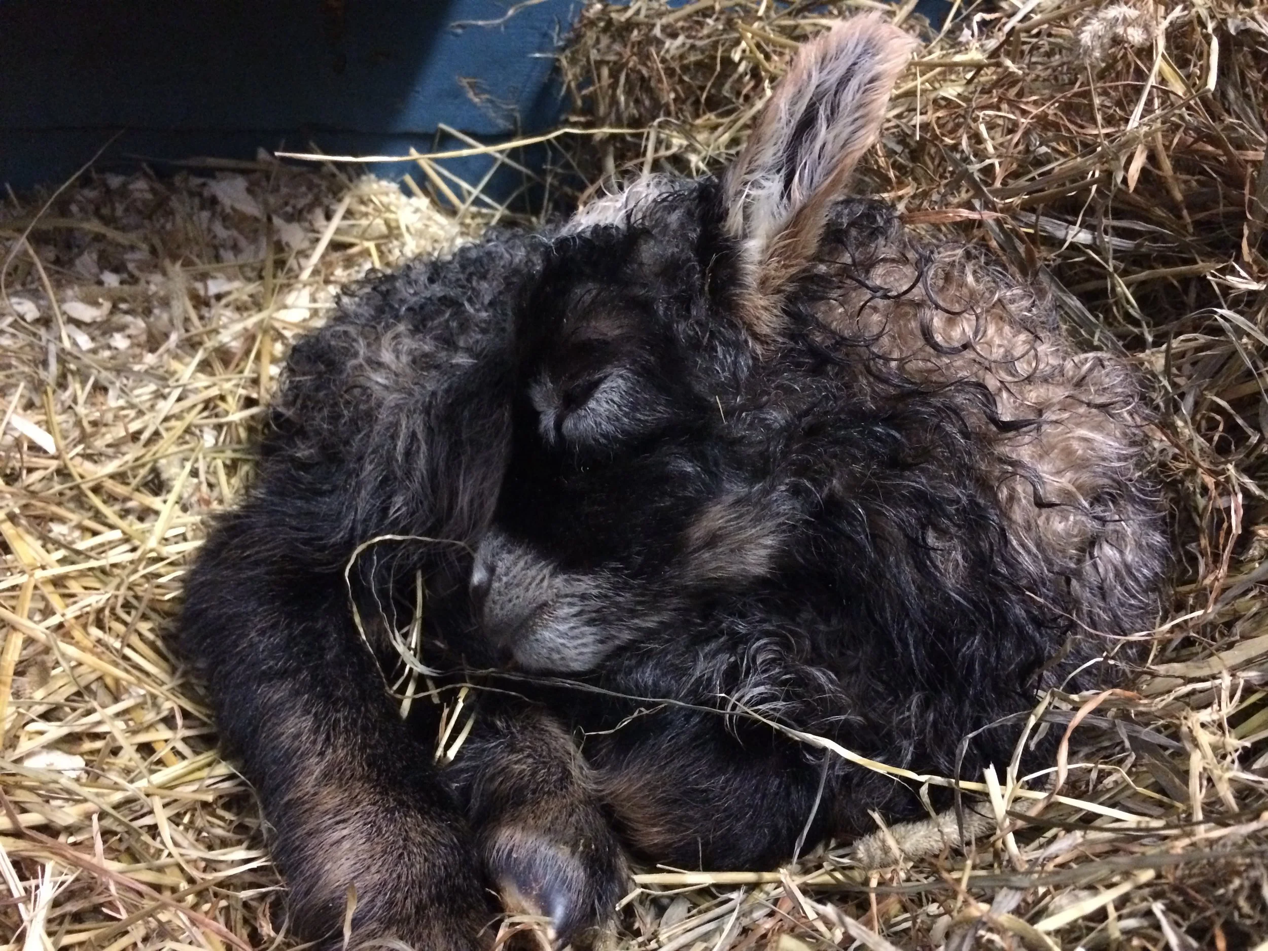 Happy lambs