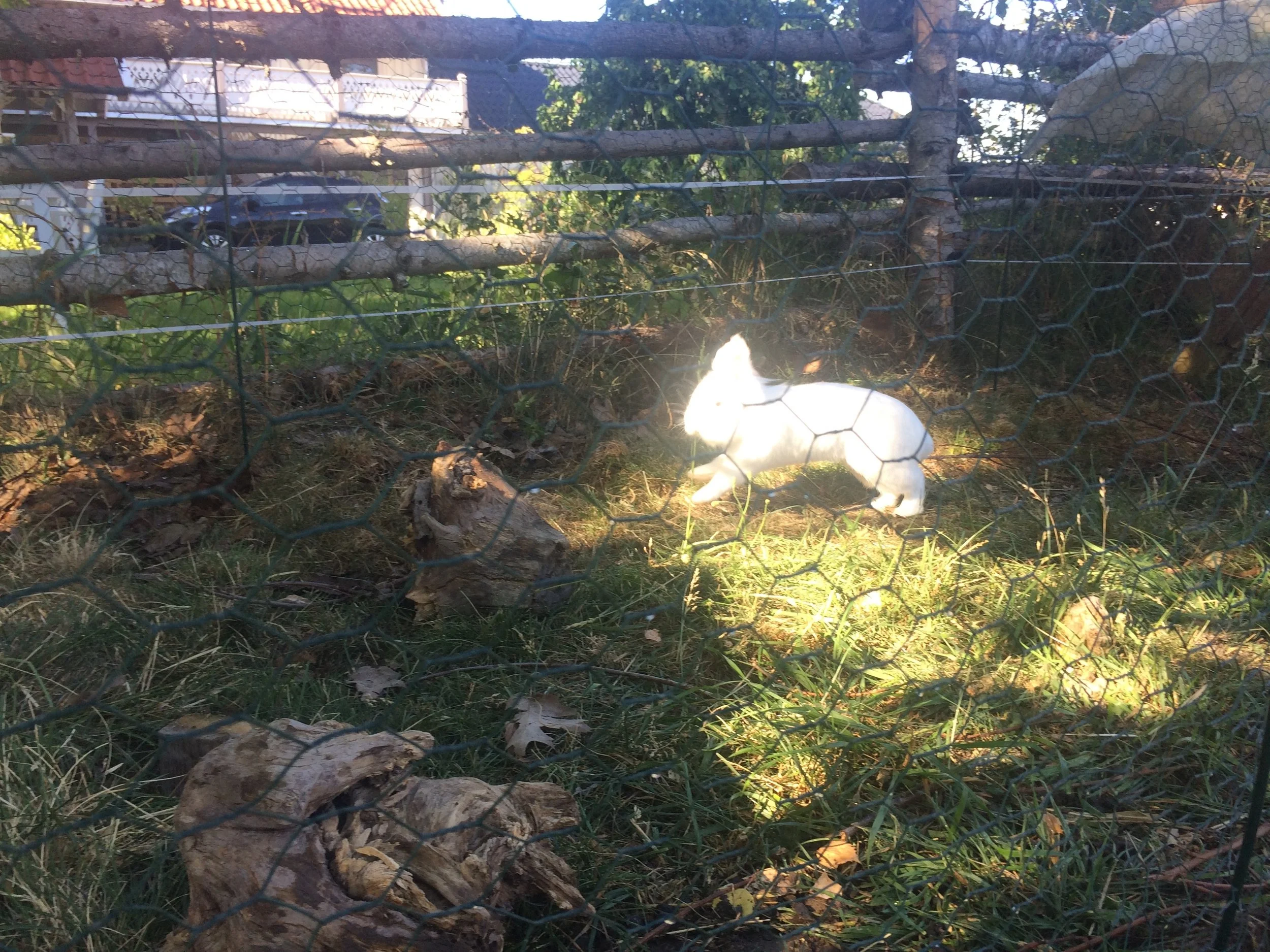 New arrivals in the heat