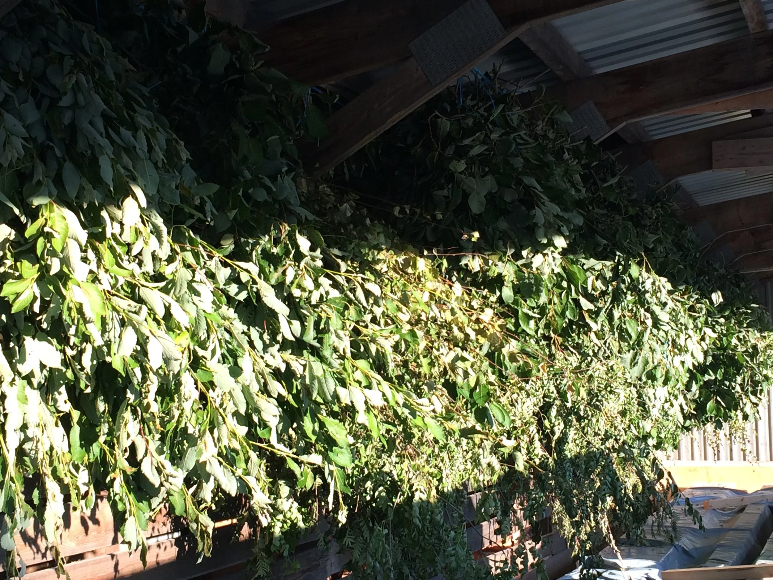 Harvesting leaves