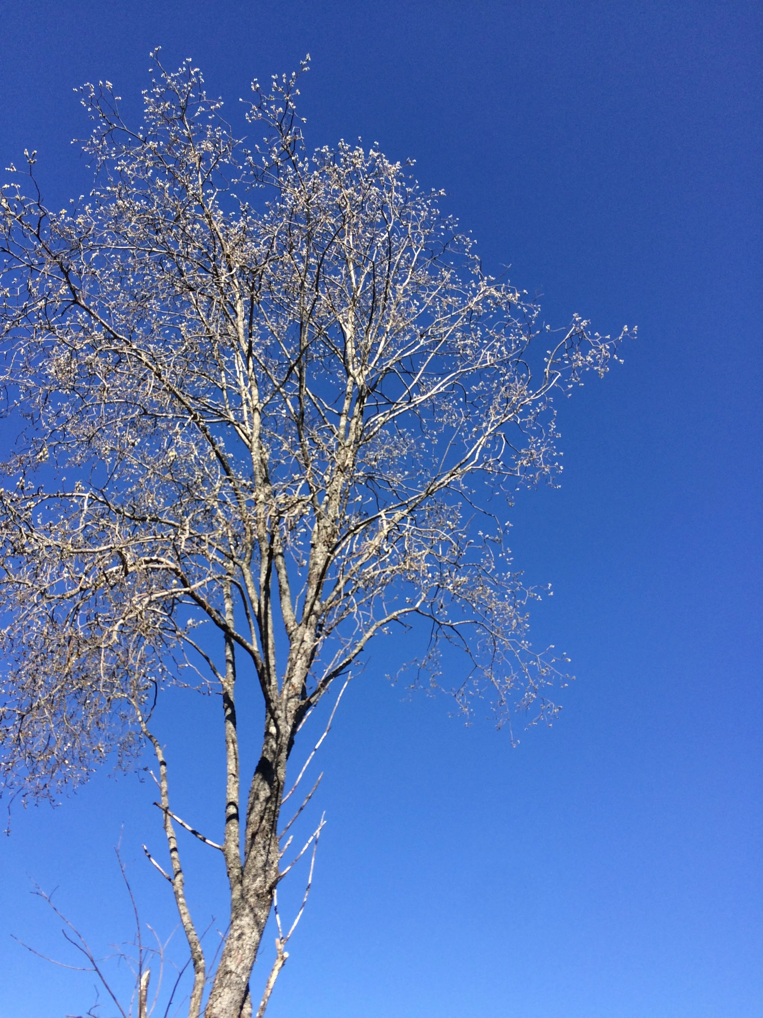 Willow wonders