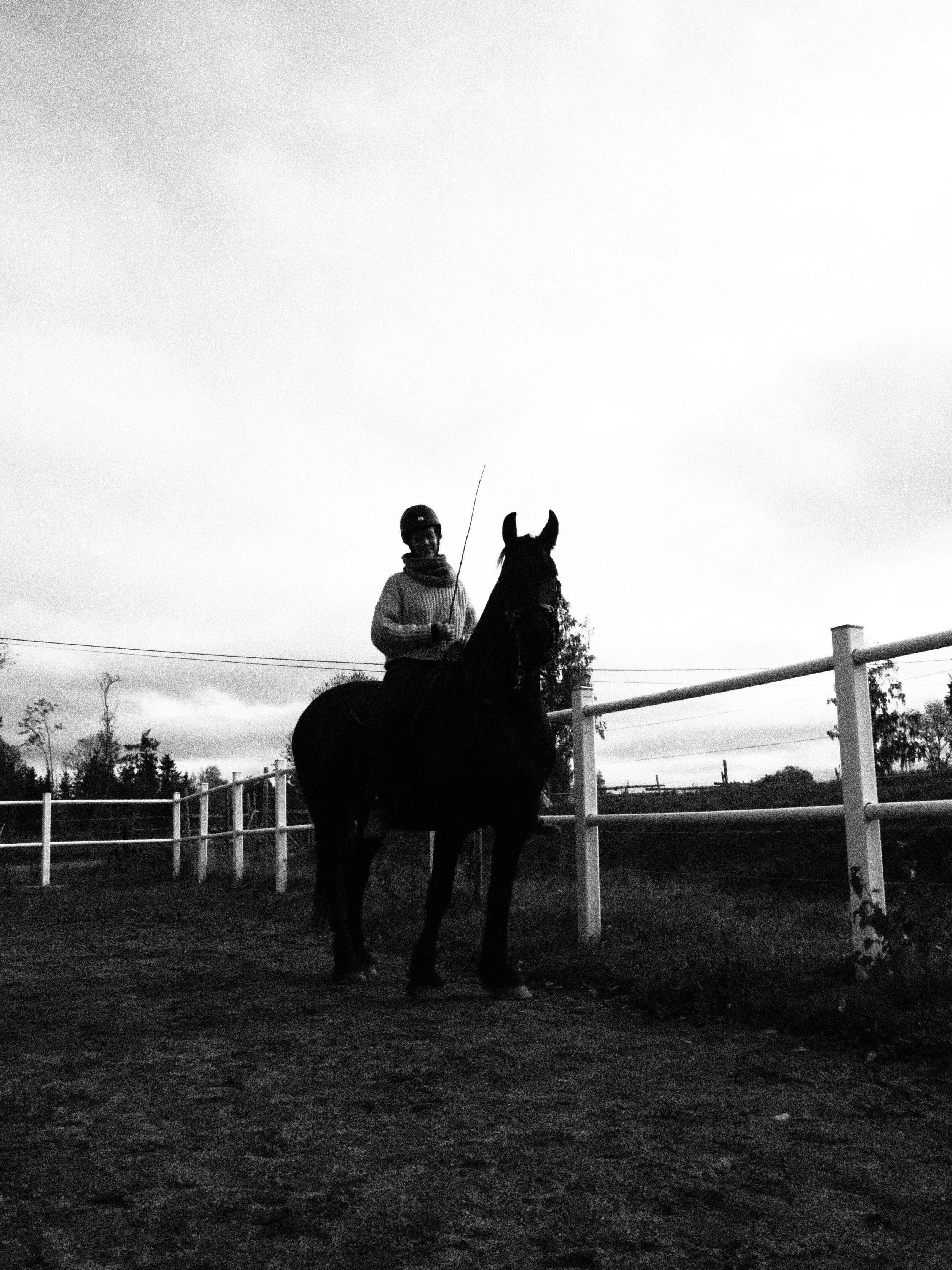 Holistic horse practice: Introduction to the Academic art of riding 