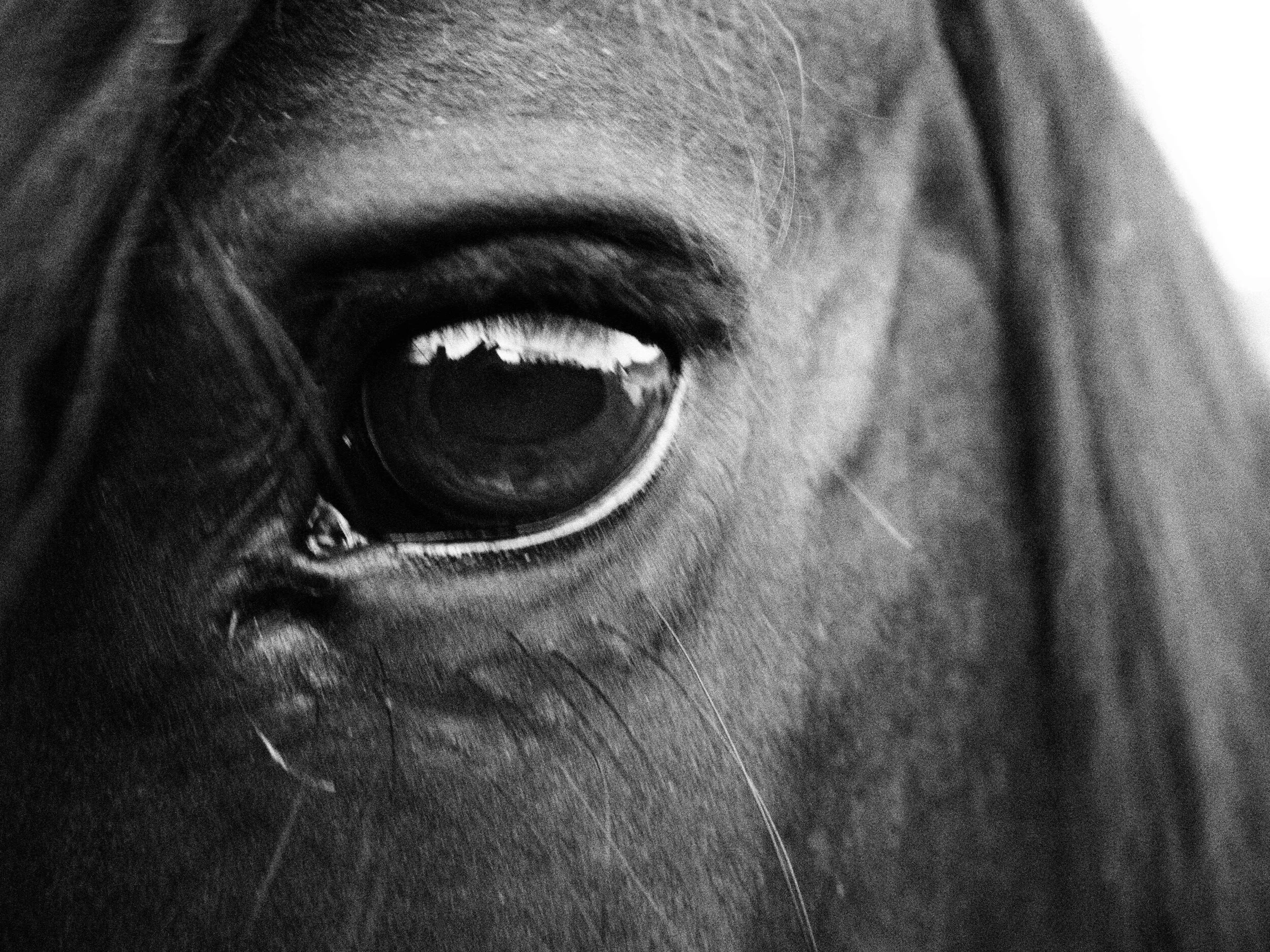 Holistic horse practice: Goals for development