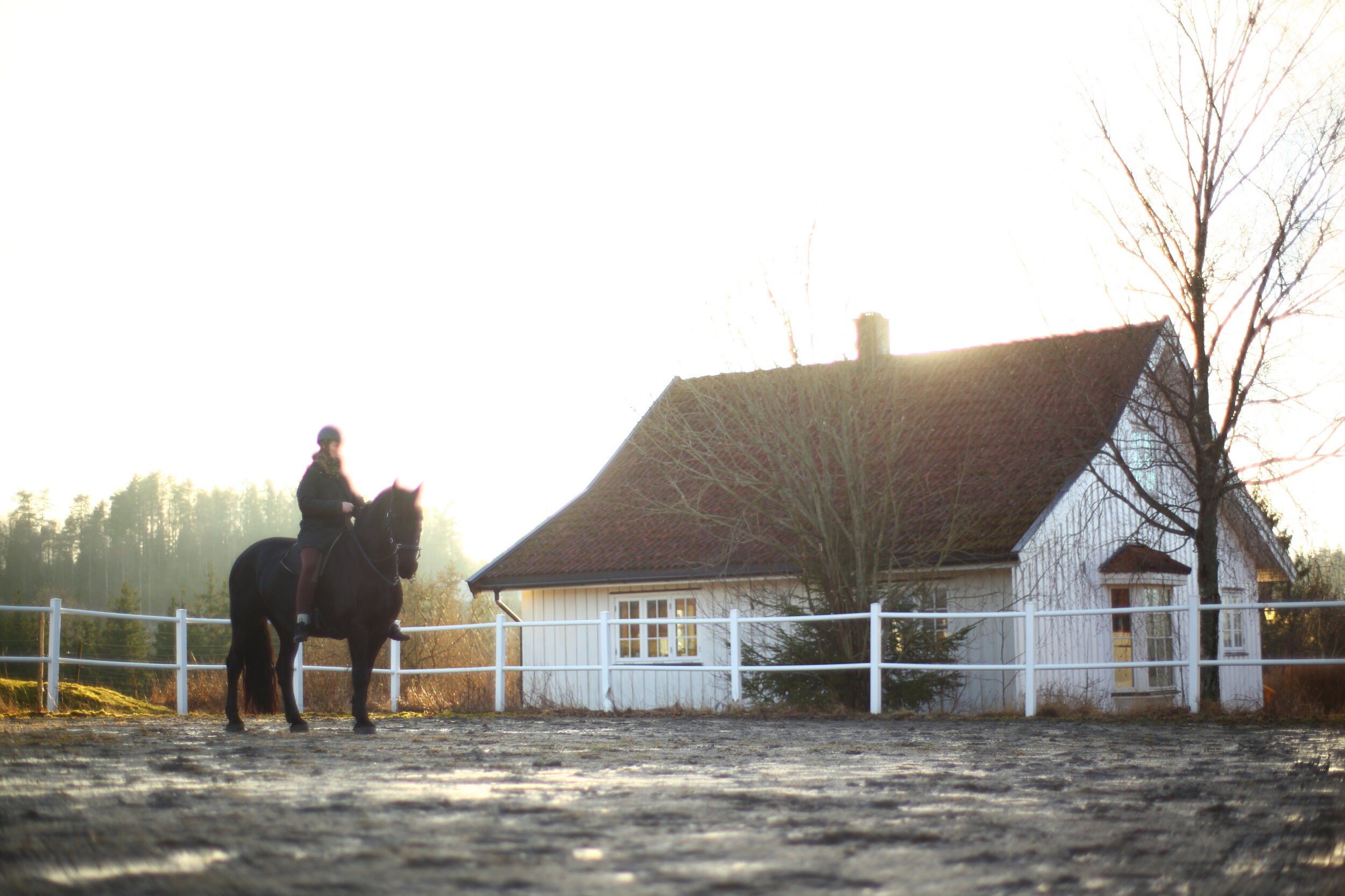 Holistic horse practice: About learning