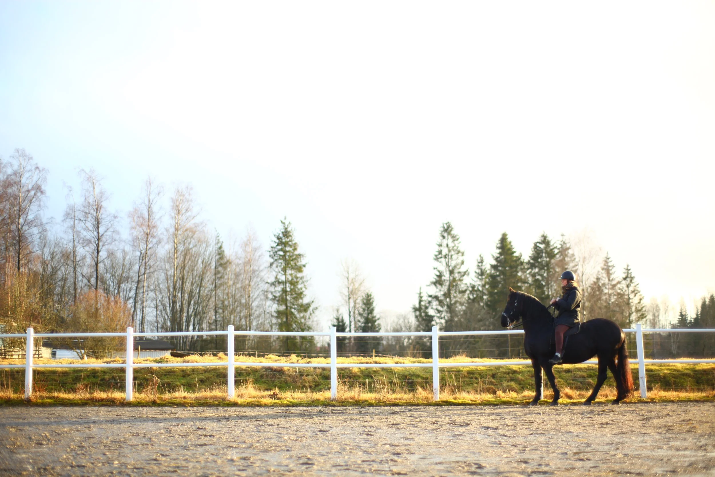 Holistic horse practice: Relations