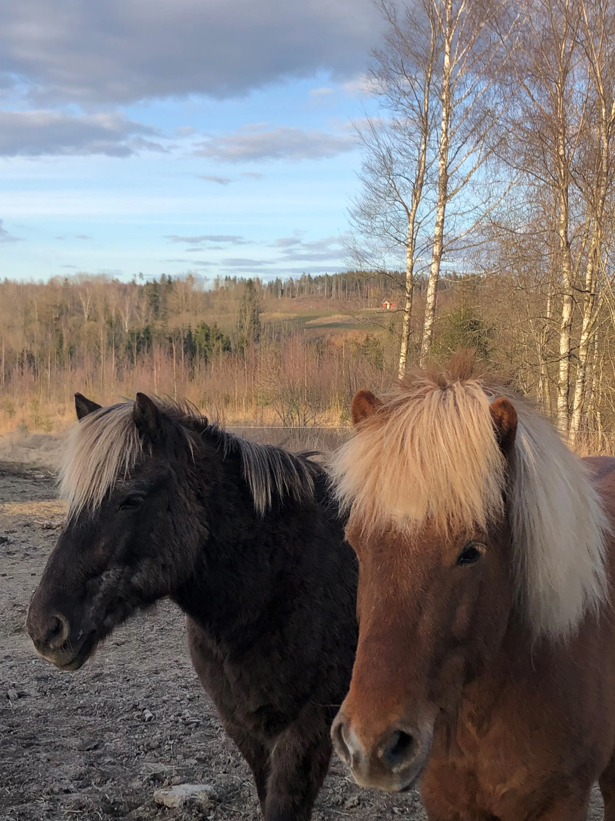Holistic horse practice: Balance