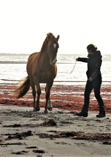 Weekend clinic in Academic Art of Riding with Monika Sanders 