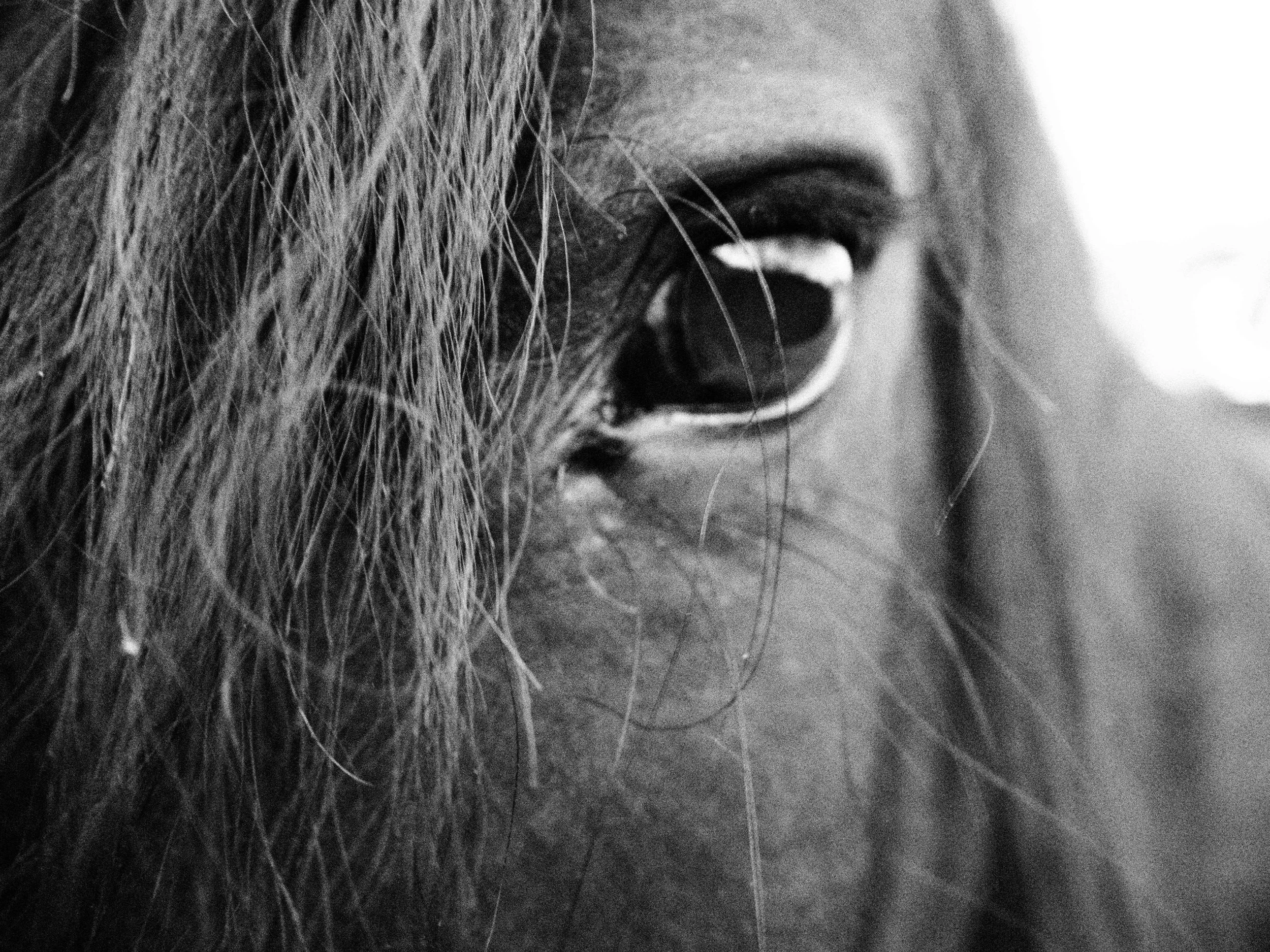 Holistic horse practice: Posture and breathe