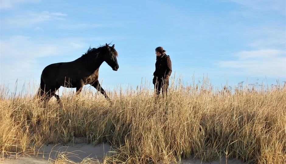 Academic Art of Riding, weekend clinic with Monika Sanders 