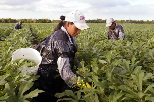 farmworker women_with bucket in fields.jpeg