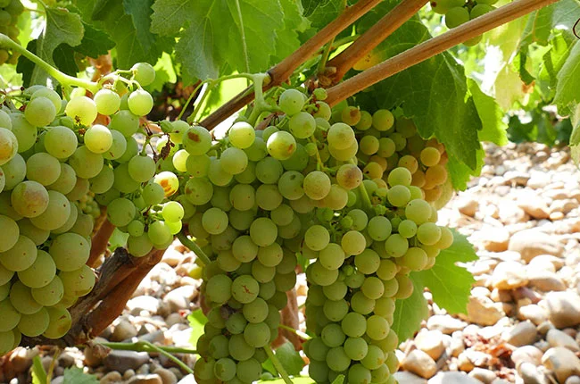 Verdejo-grape-creditJose-Berdon.jpg