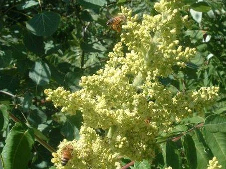 bees on sumac.JPG