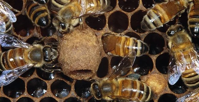 Cell-containing-larva-of-honey-bee-queen-.jpg