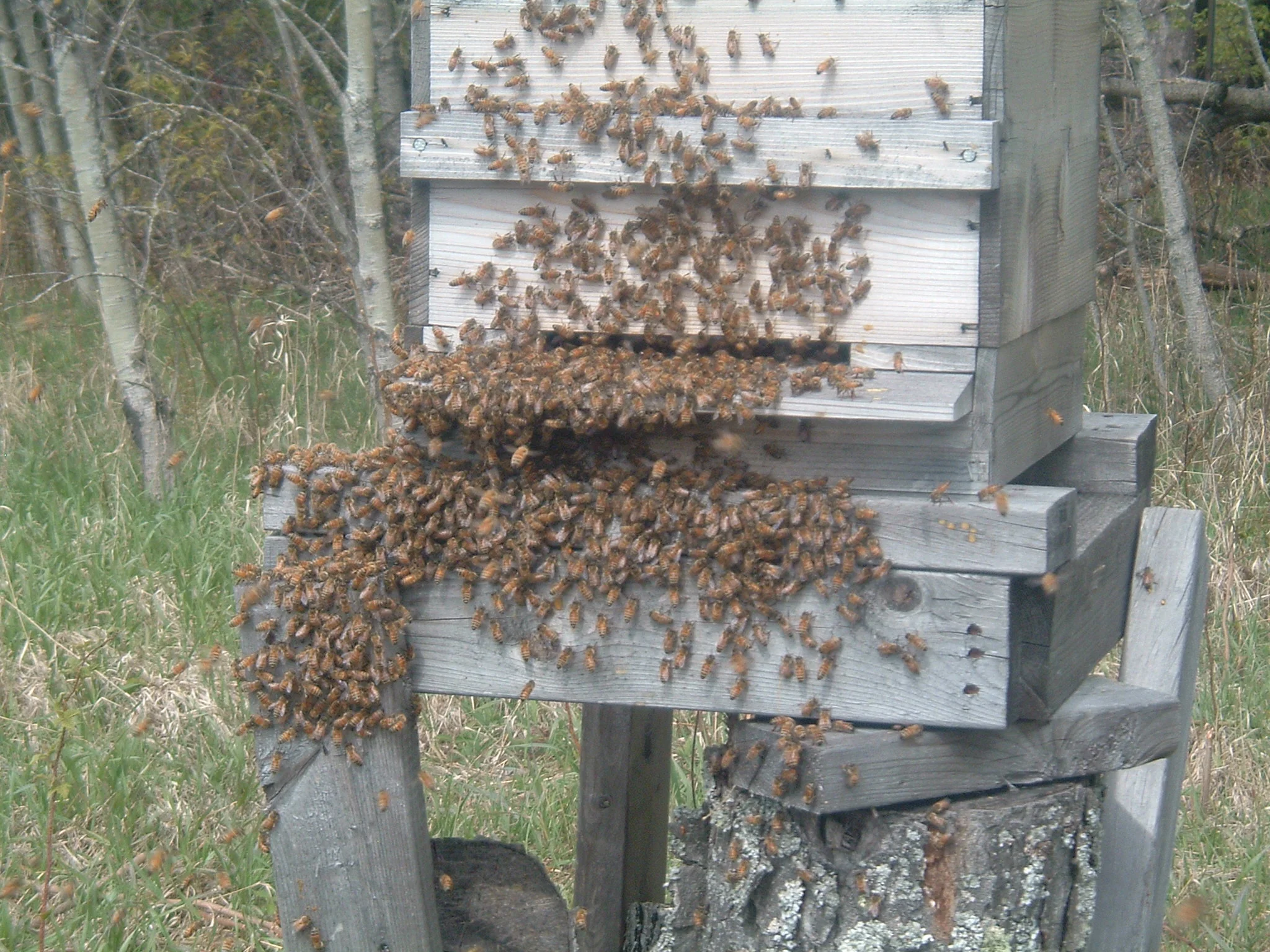 swarm capture 024.JPG