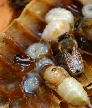 In the photo above, a piece of brood comb has been torn open and you can see an adult female varroa mite feeding on a developing worker bee.