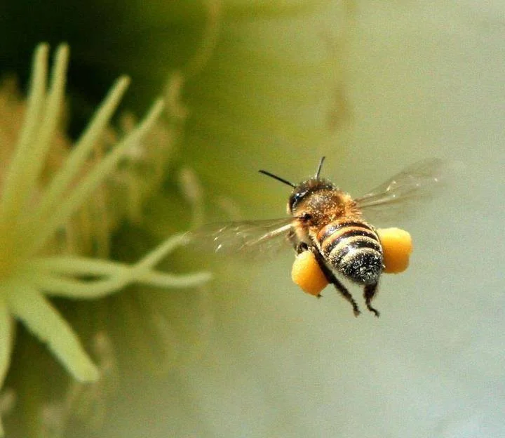 Worker carrying pollen.jpg