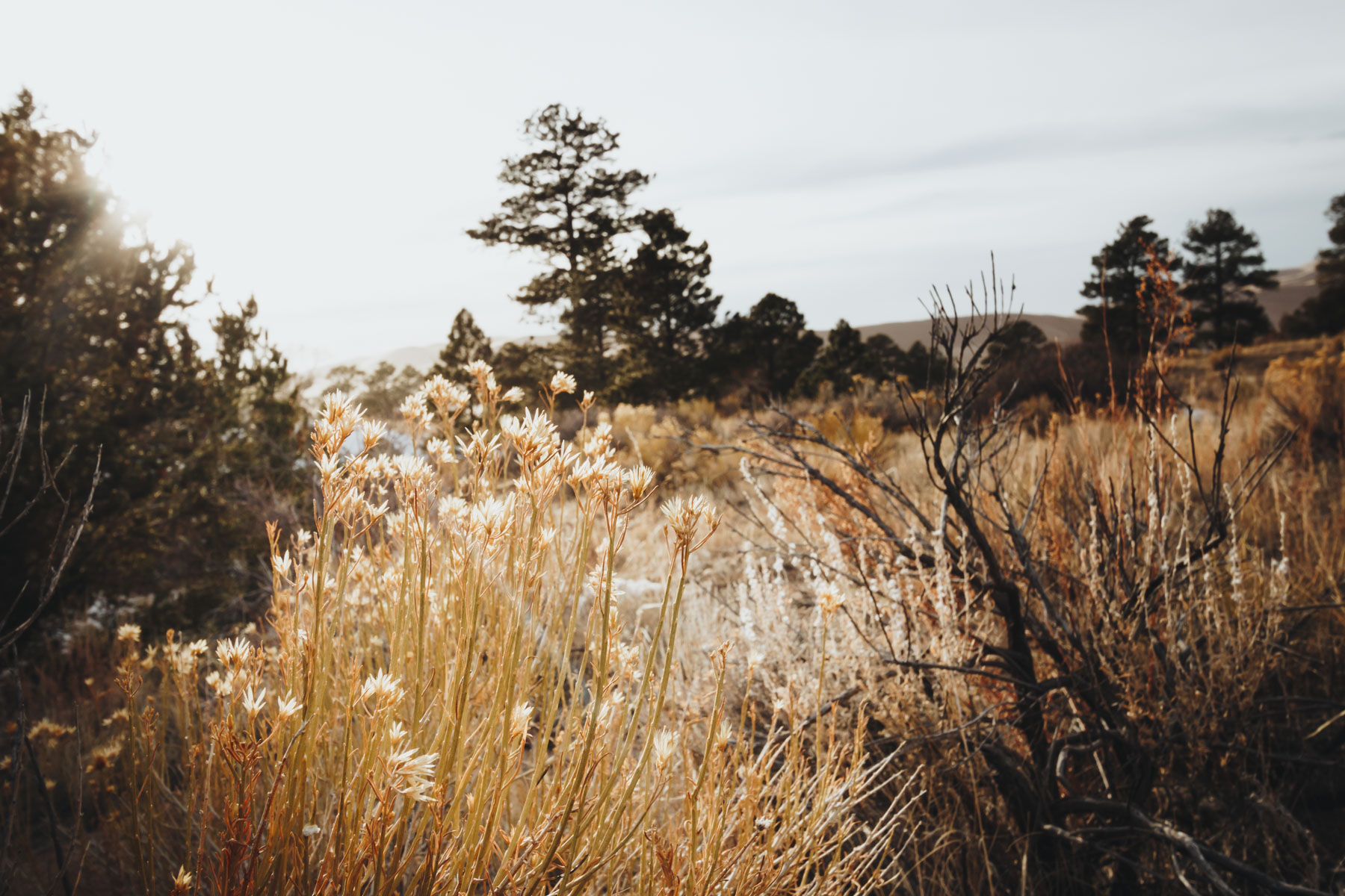 greatsanddunes_lo_res-14.jpg