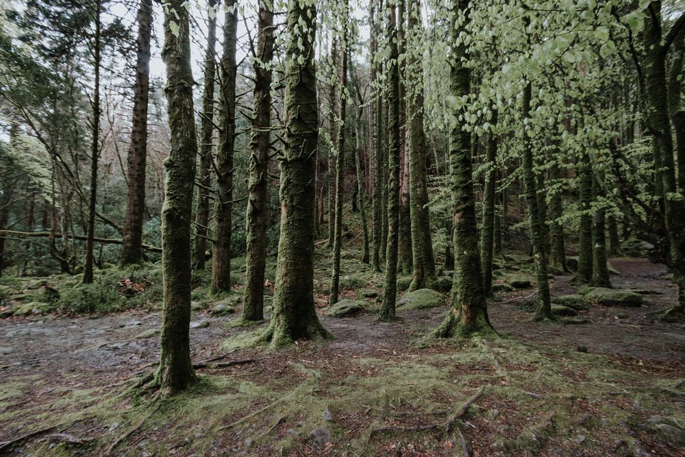 Killarney National Park, Co. Kerry