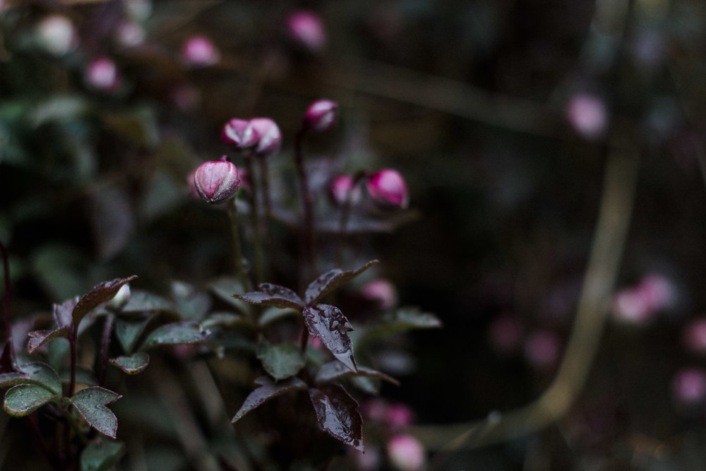 Burren Perfumery, Co. Clare