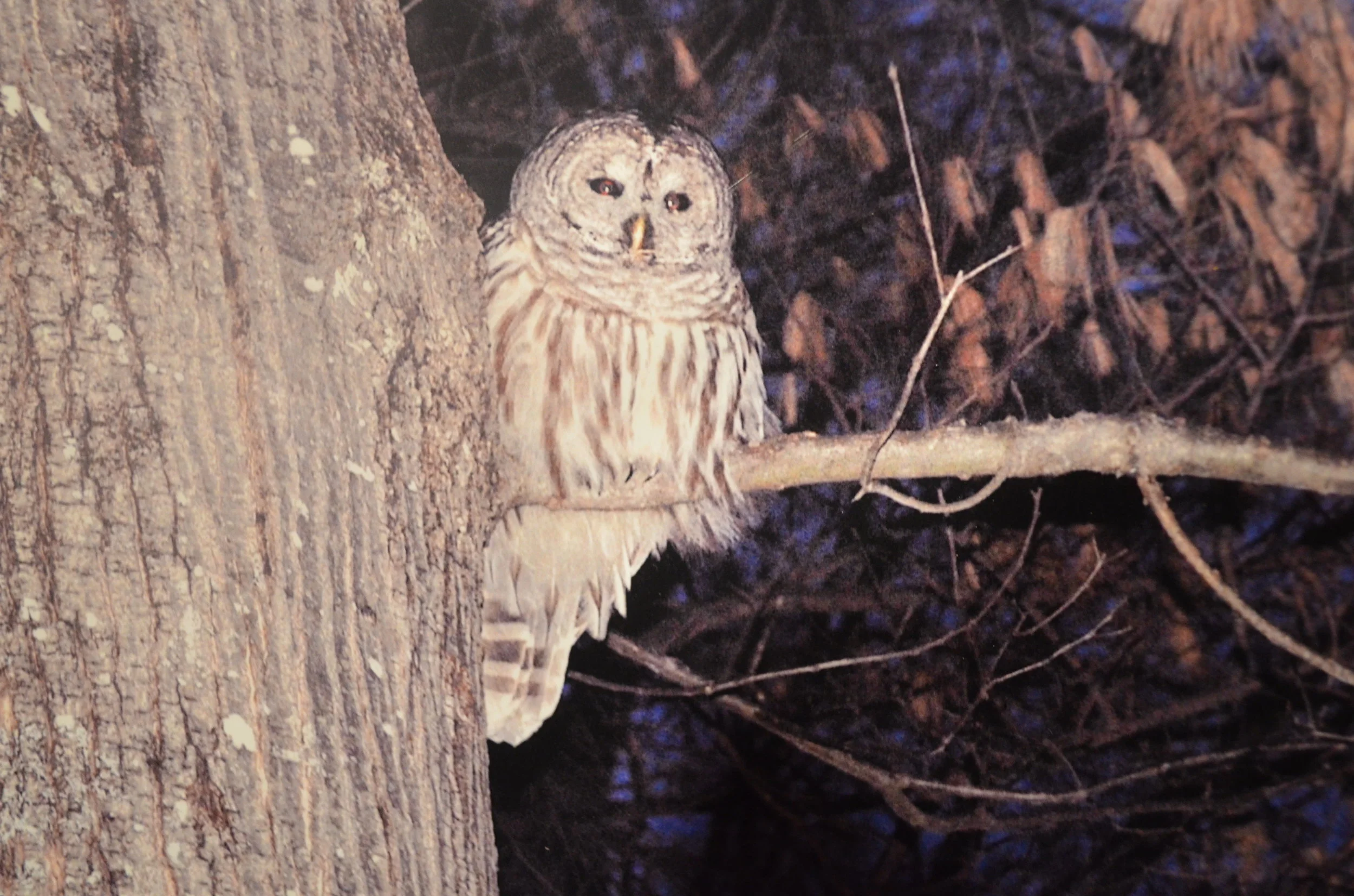Barred Owl Walnut Hill Amherst.JPG