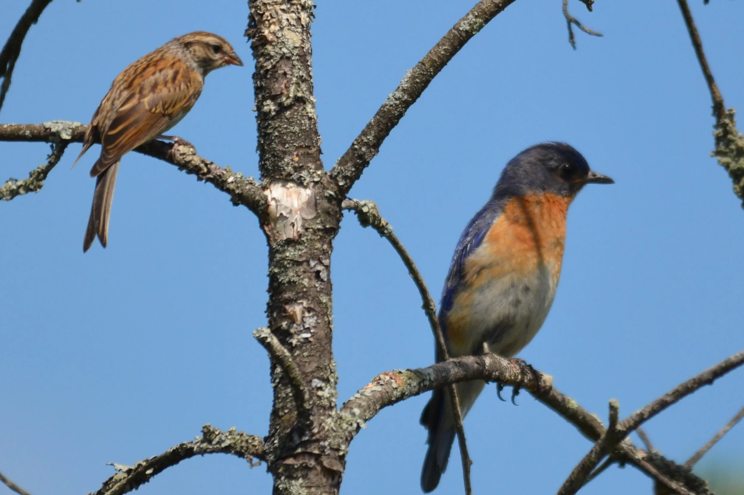 Bluebird-Chippie.JPG