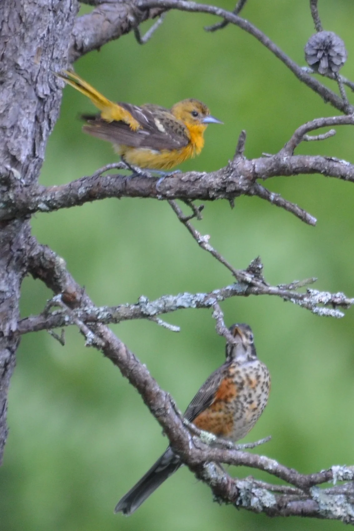 Bluebird-Juv Chippy.JPG