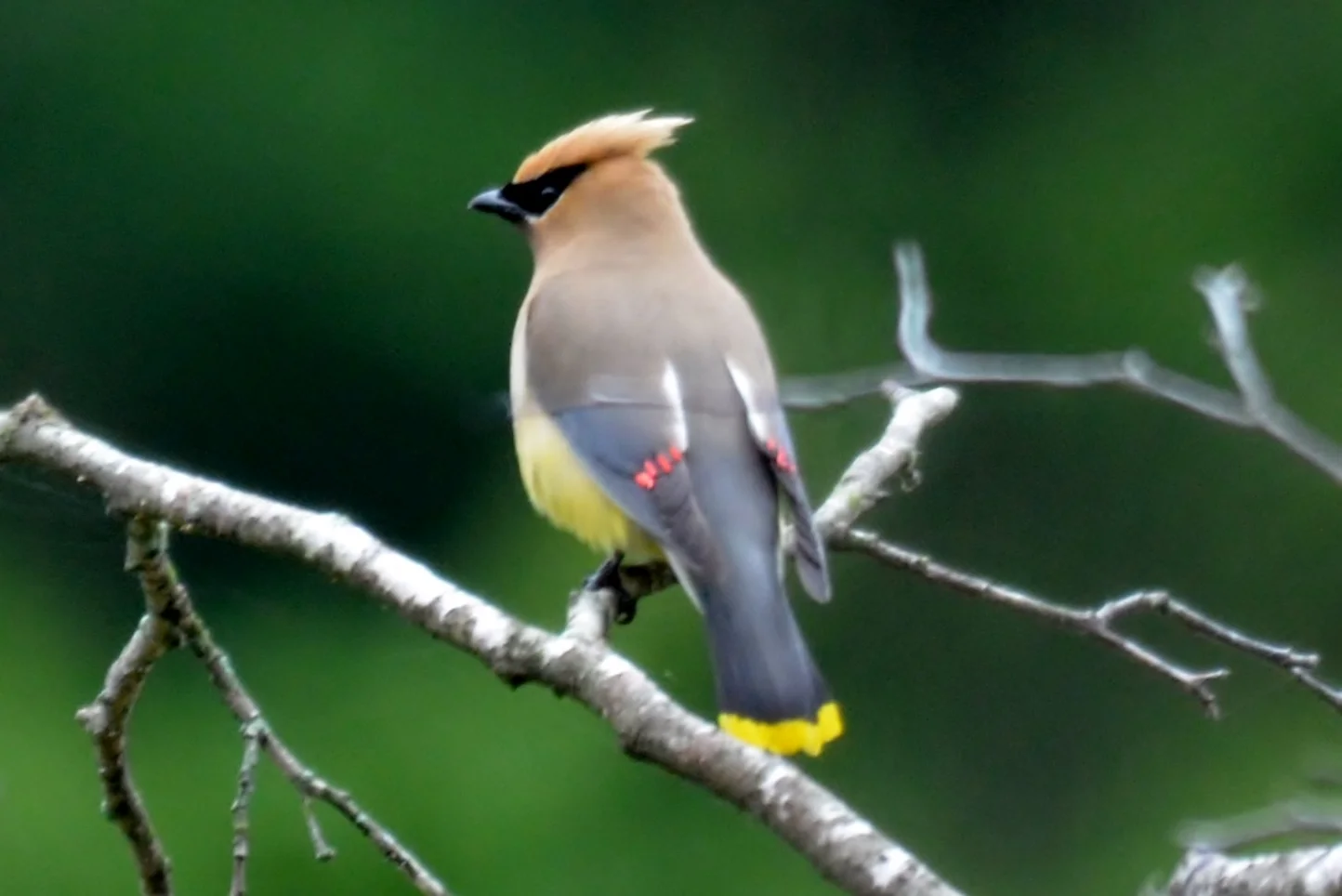 Cedar Waxwing.JPG
