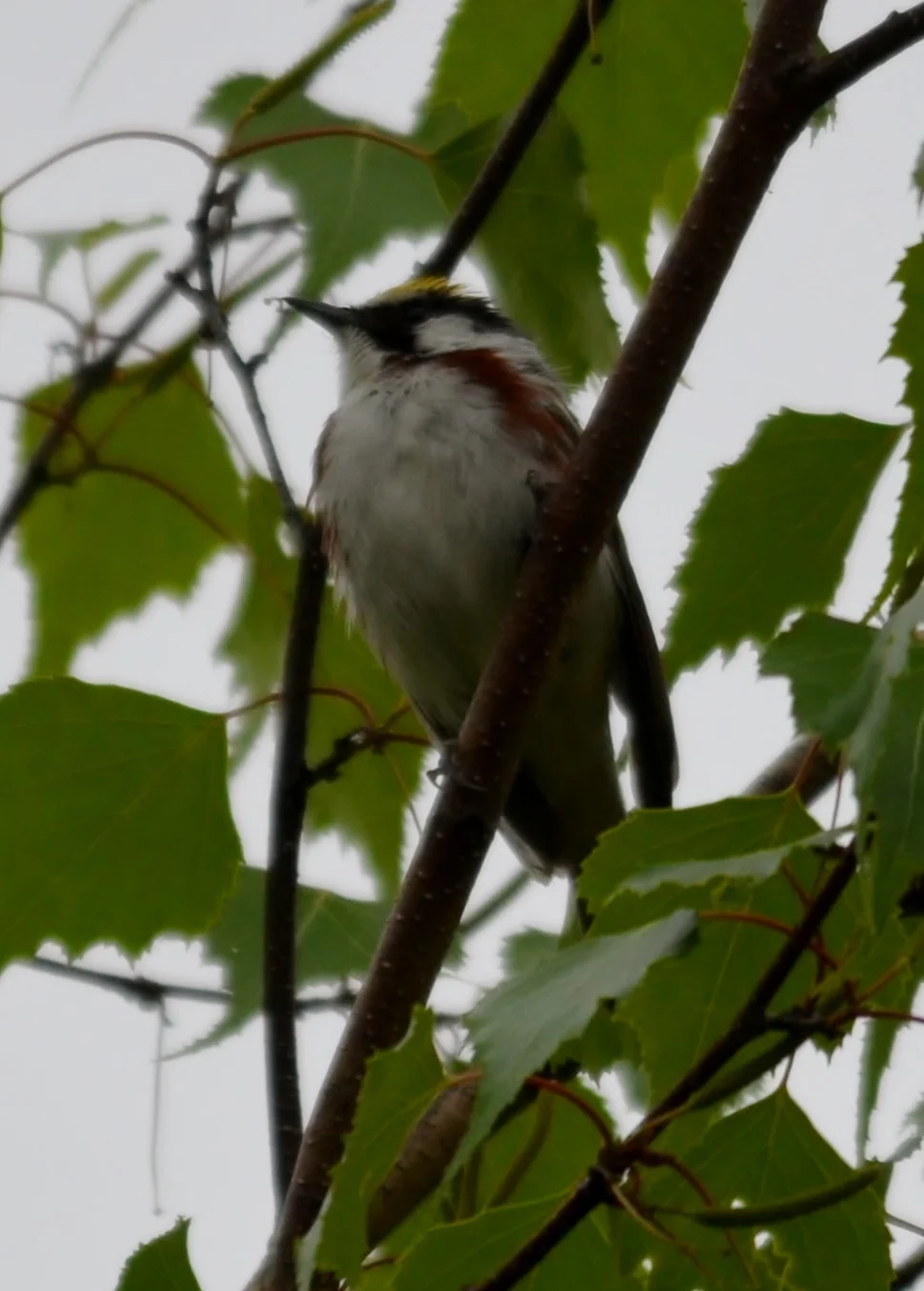 Chestnut-Sided Warbler.JPG