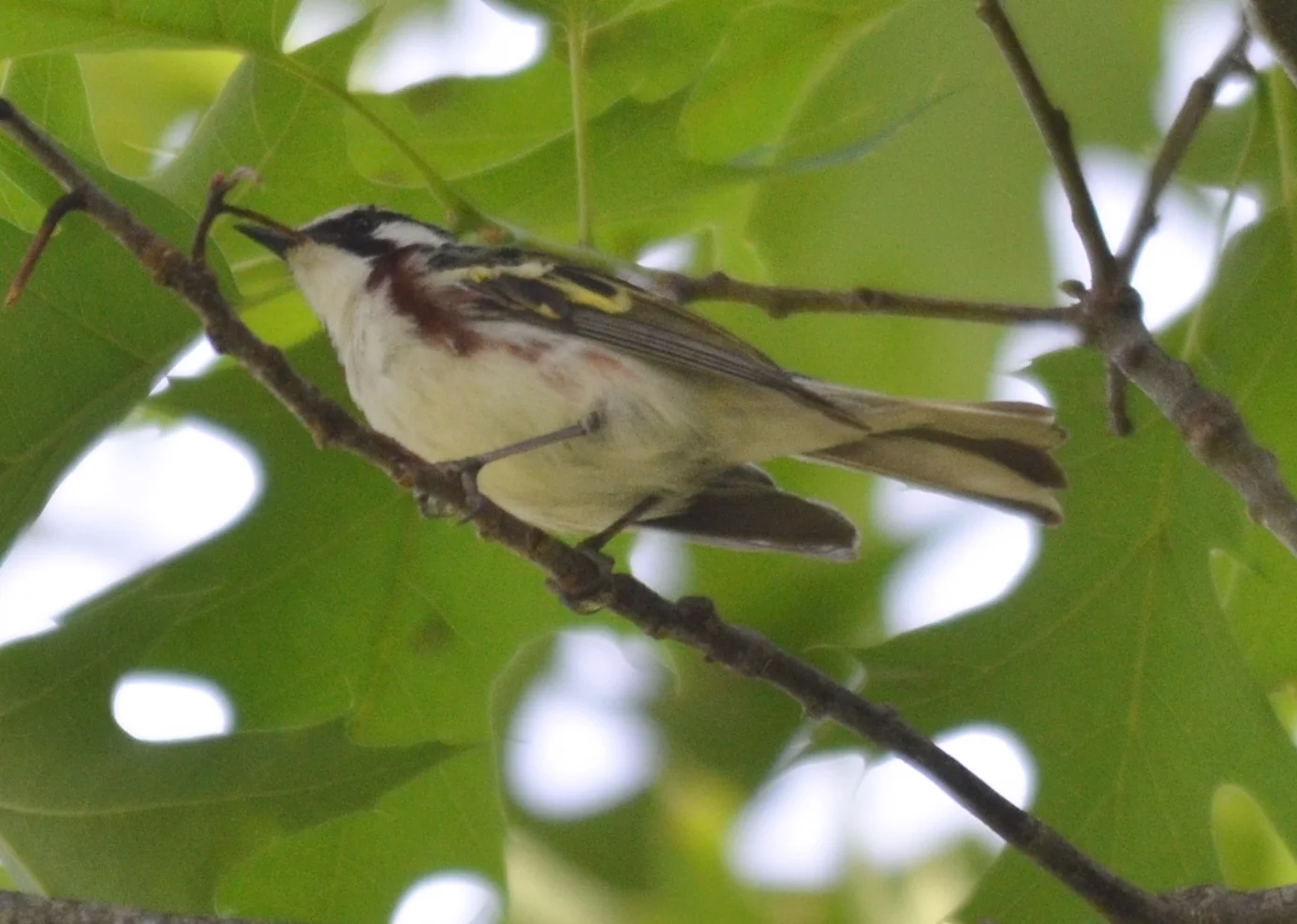 Chestnut-Sided Warbler2.JPG