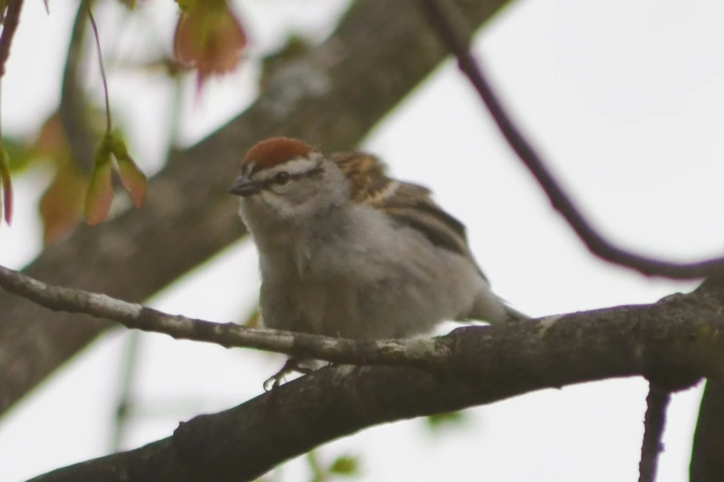 Chipping Sparrow.JPG