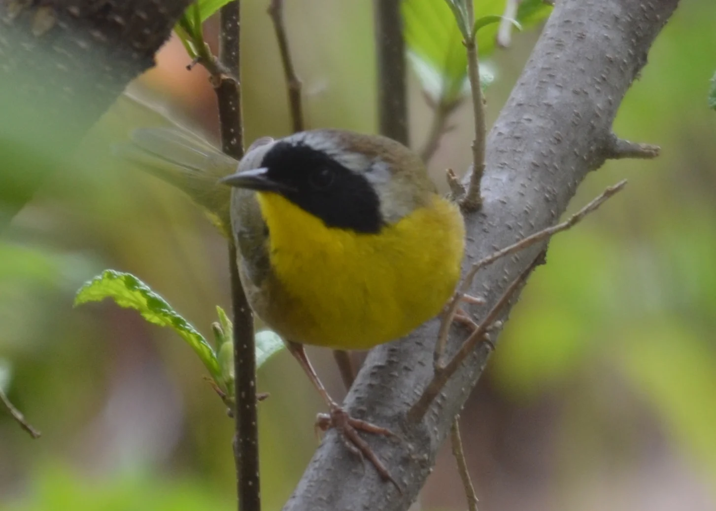 Common Yellowthroat 2.JPG