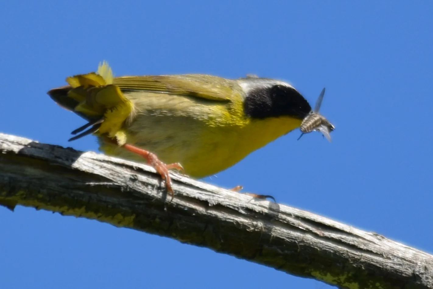 Common Yellowthroat.JPG