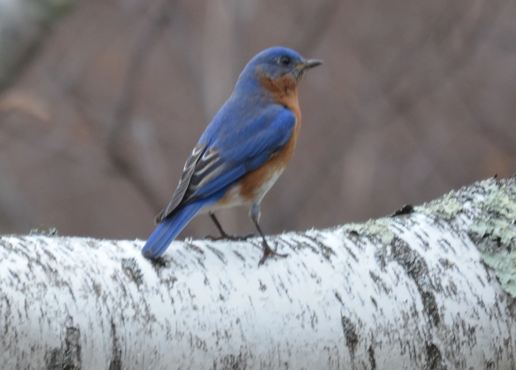 Bluebird at Horse Hill in Merrimack, NH