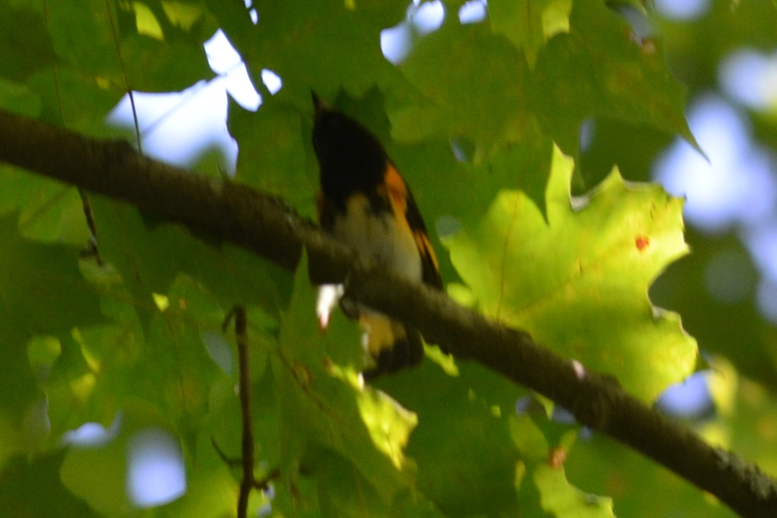 DSC_0178.JPG