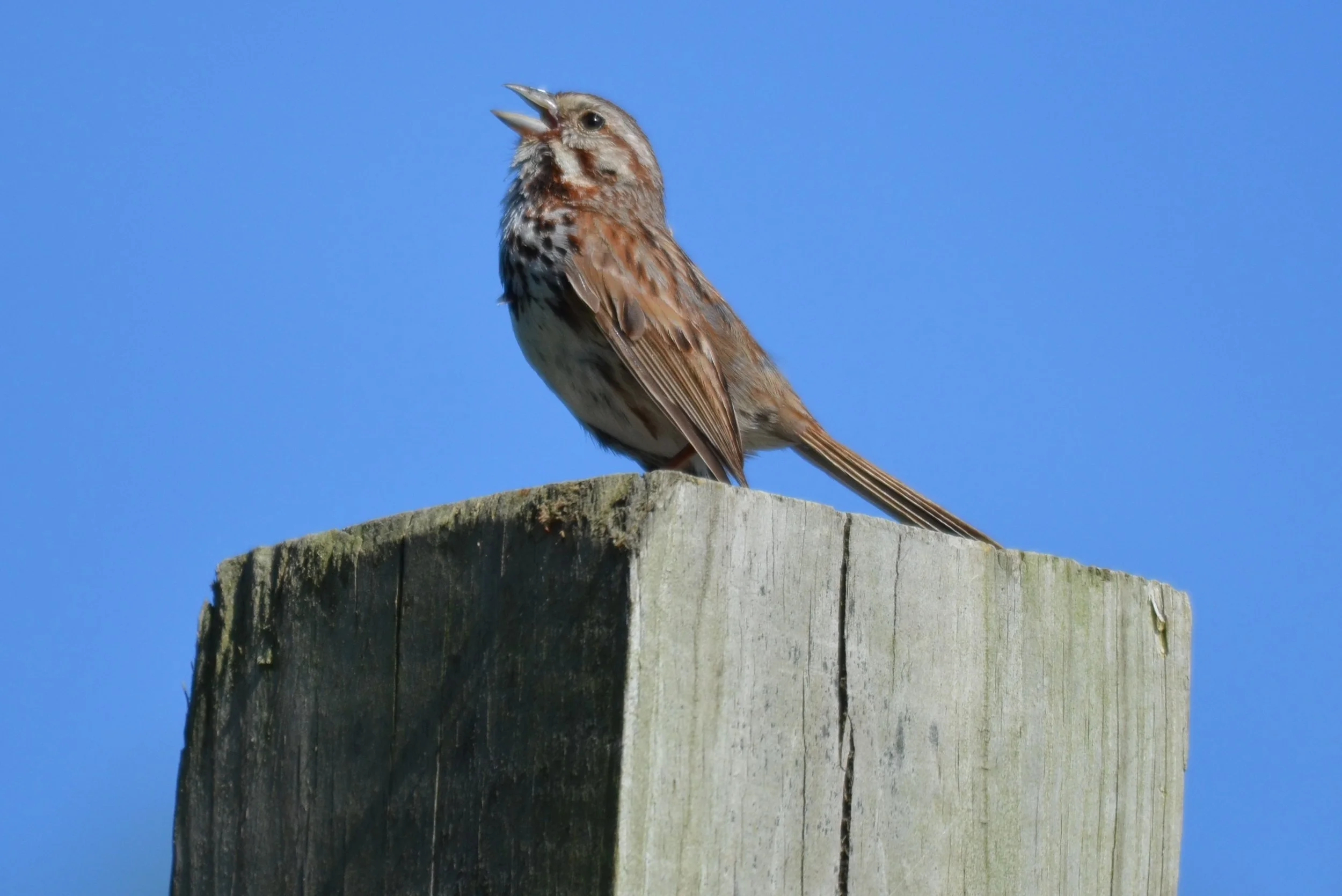 DSC_0274.JPG