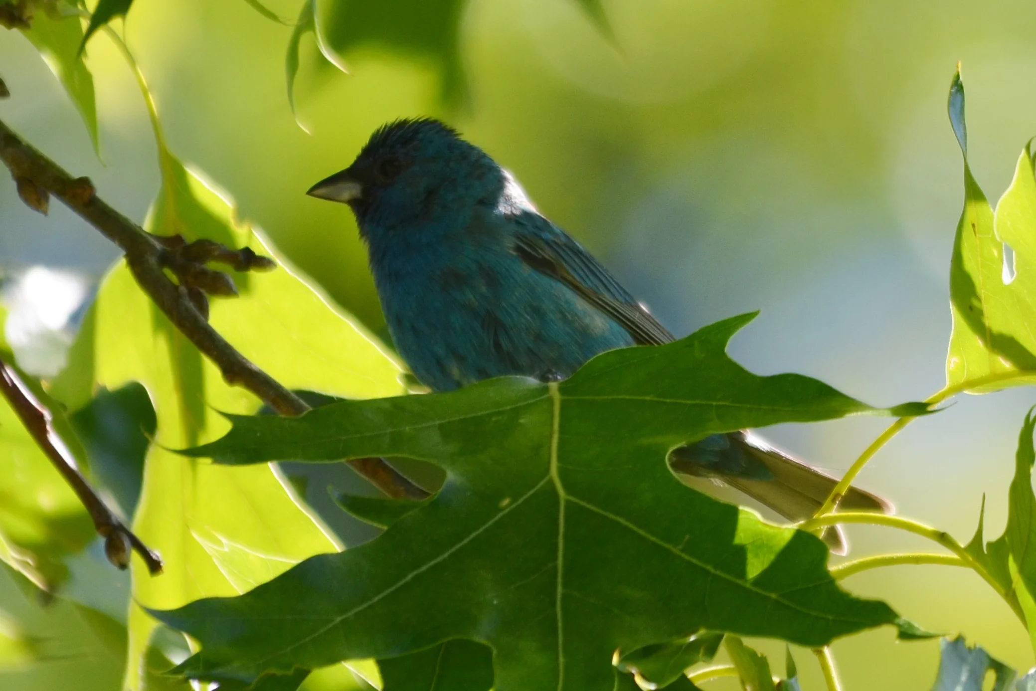 DSC_0856.JPG