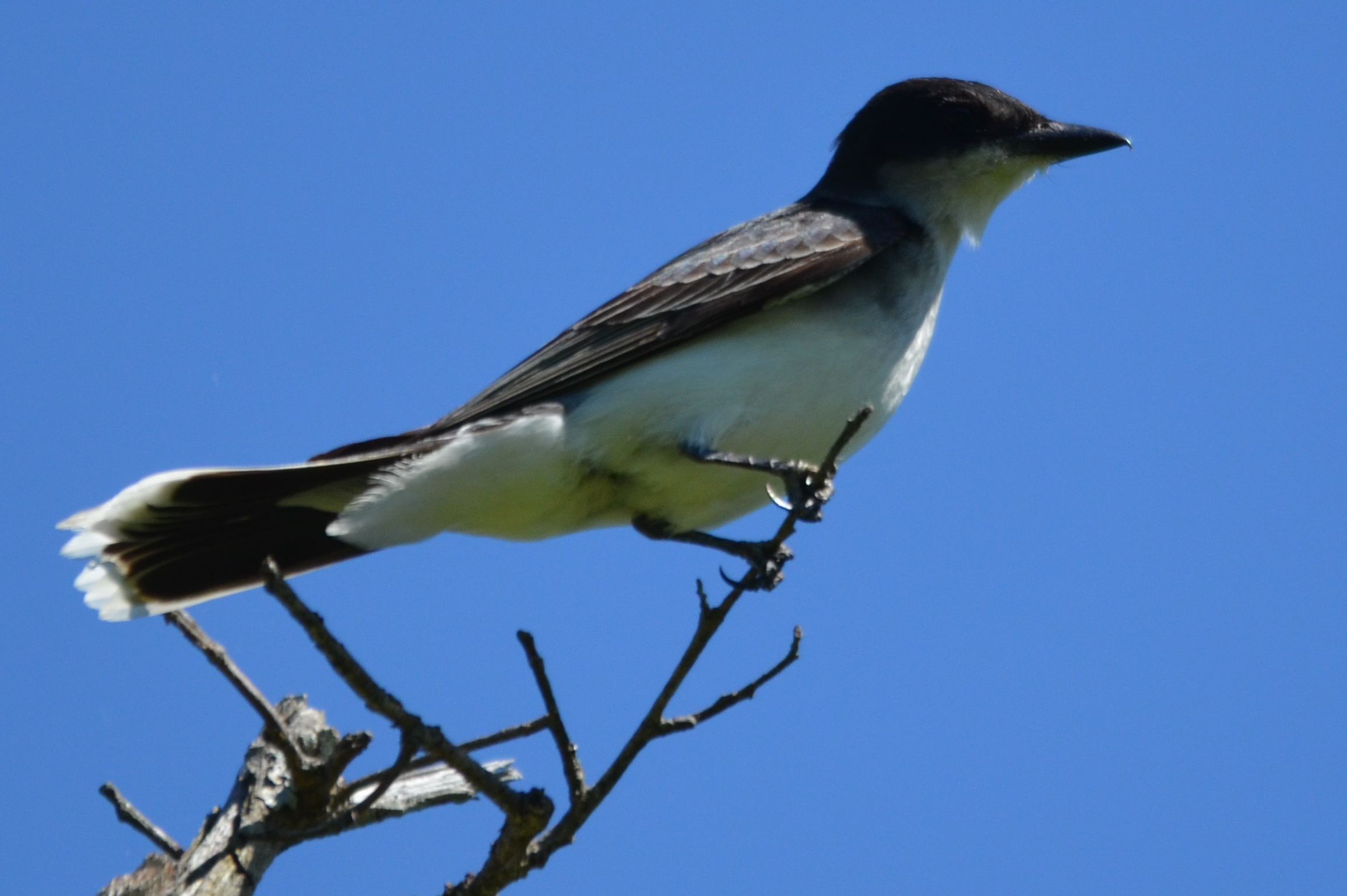 DSC_0984.JPG