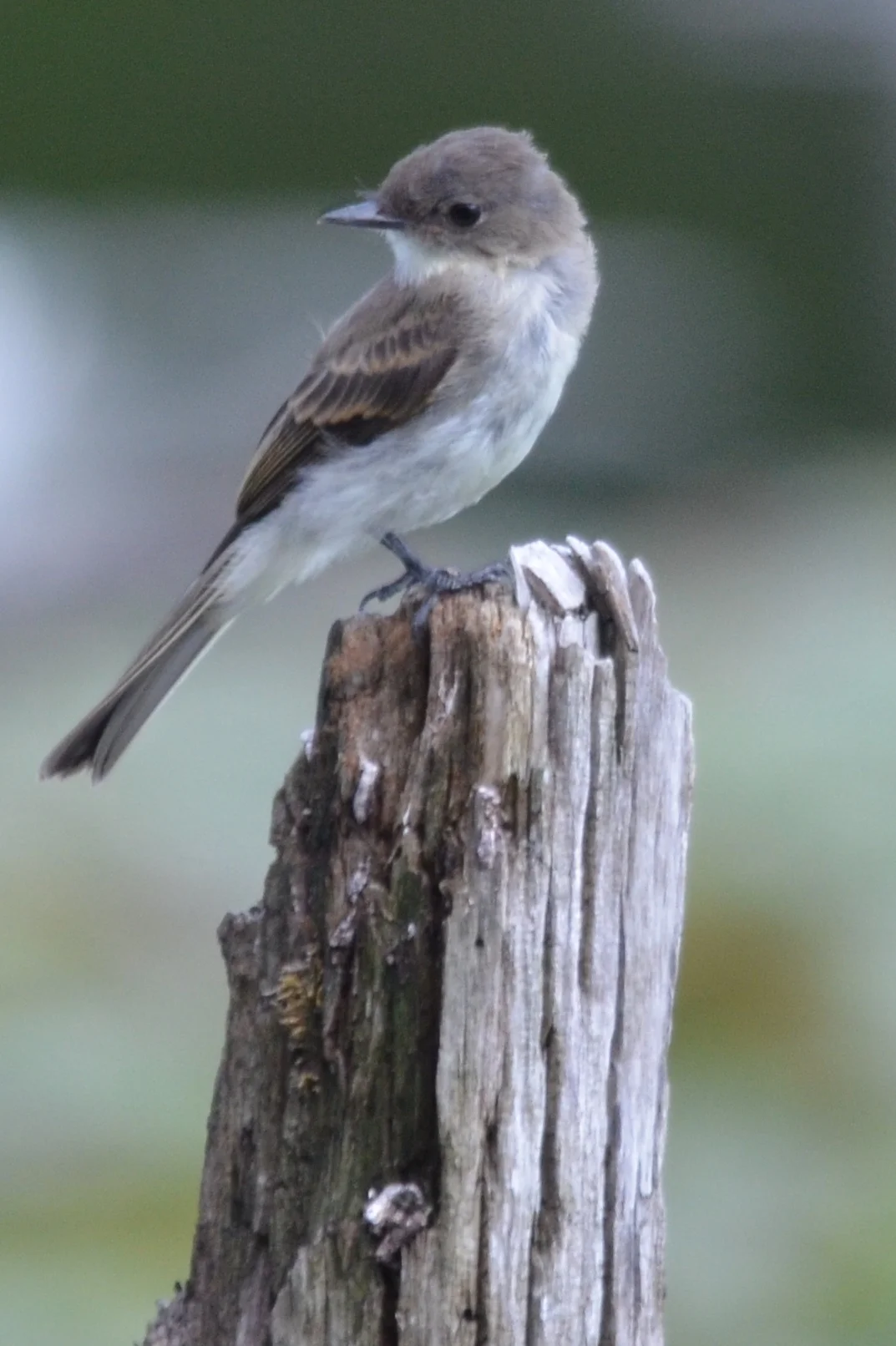 Eastern Wood Peewee.JPG