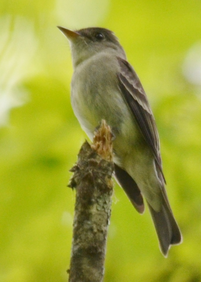 Eastern Wood Peewee2.JPG