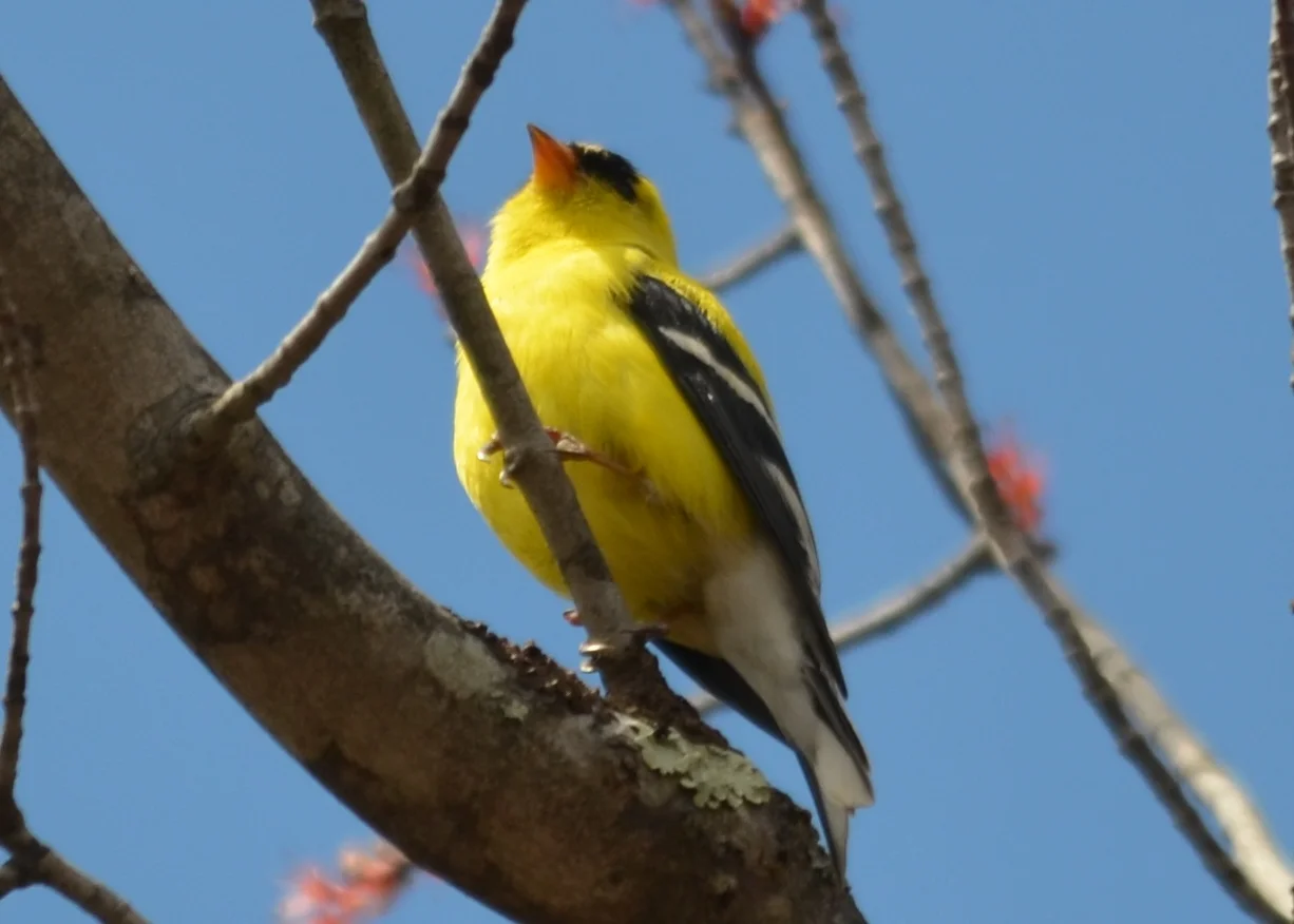 Goldfinch.JPG