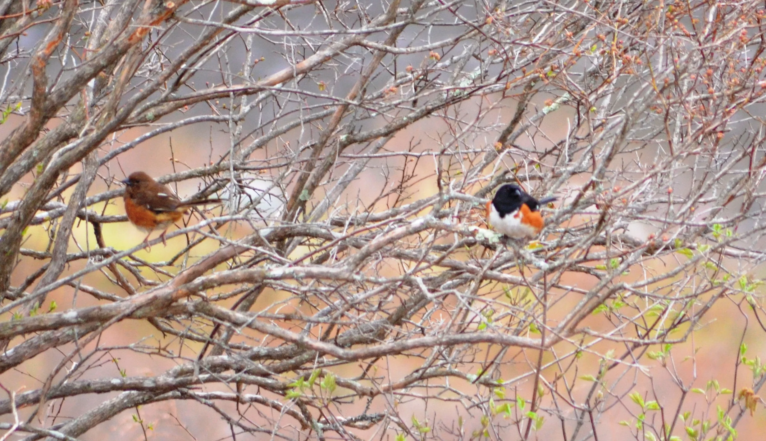 Female-Male Towhee.JPG
