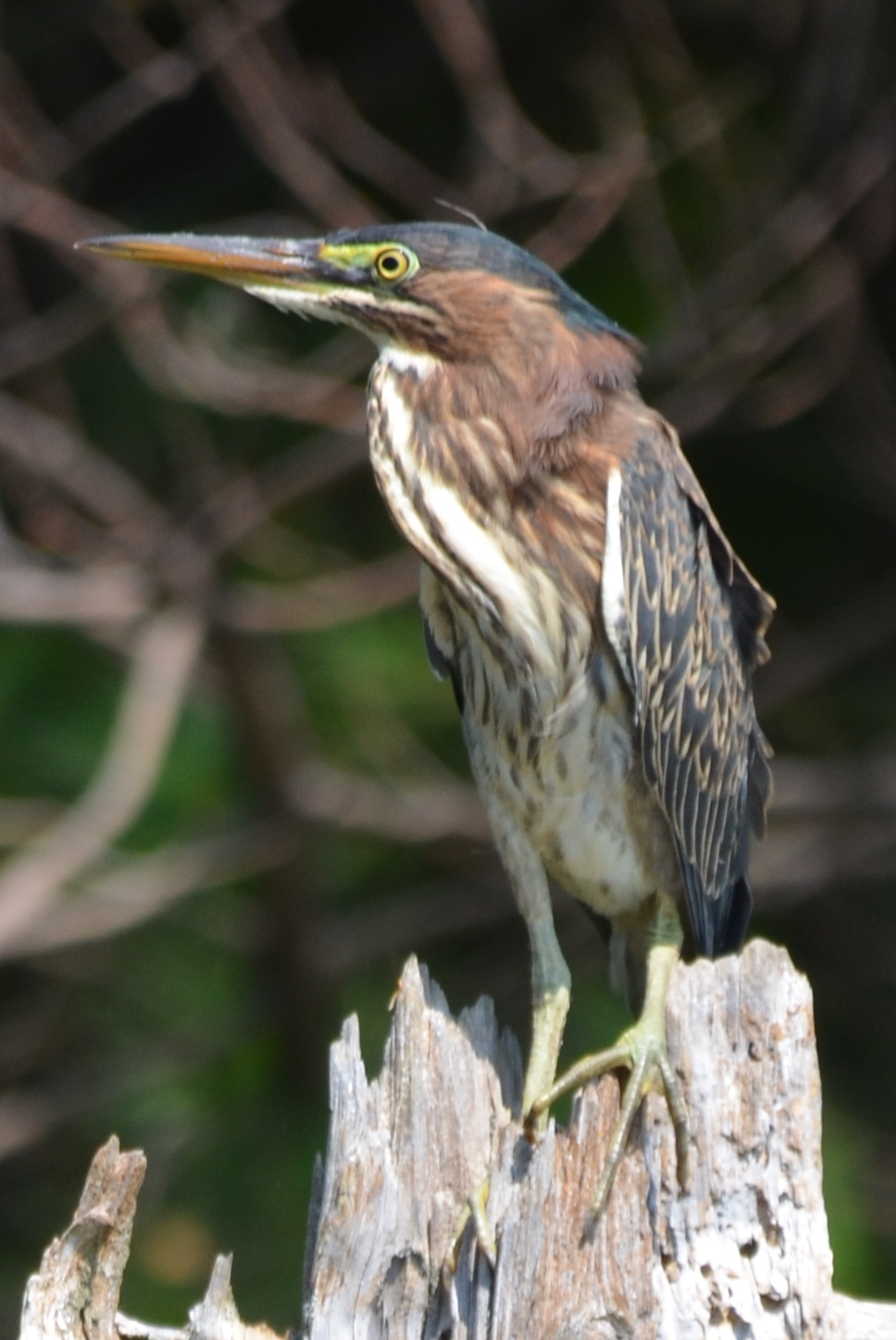 Green Heron.JPG