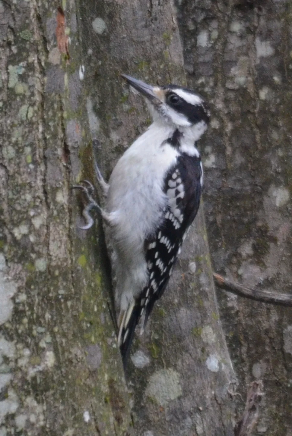 Hairy Woodpecker.JPG
