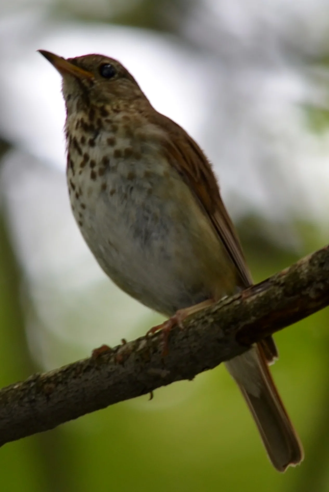 Hermit Thrush.JPG