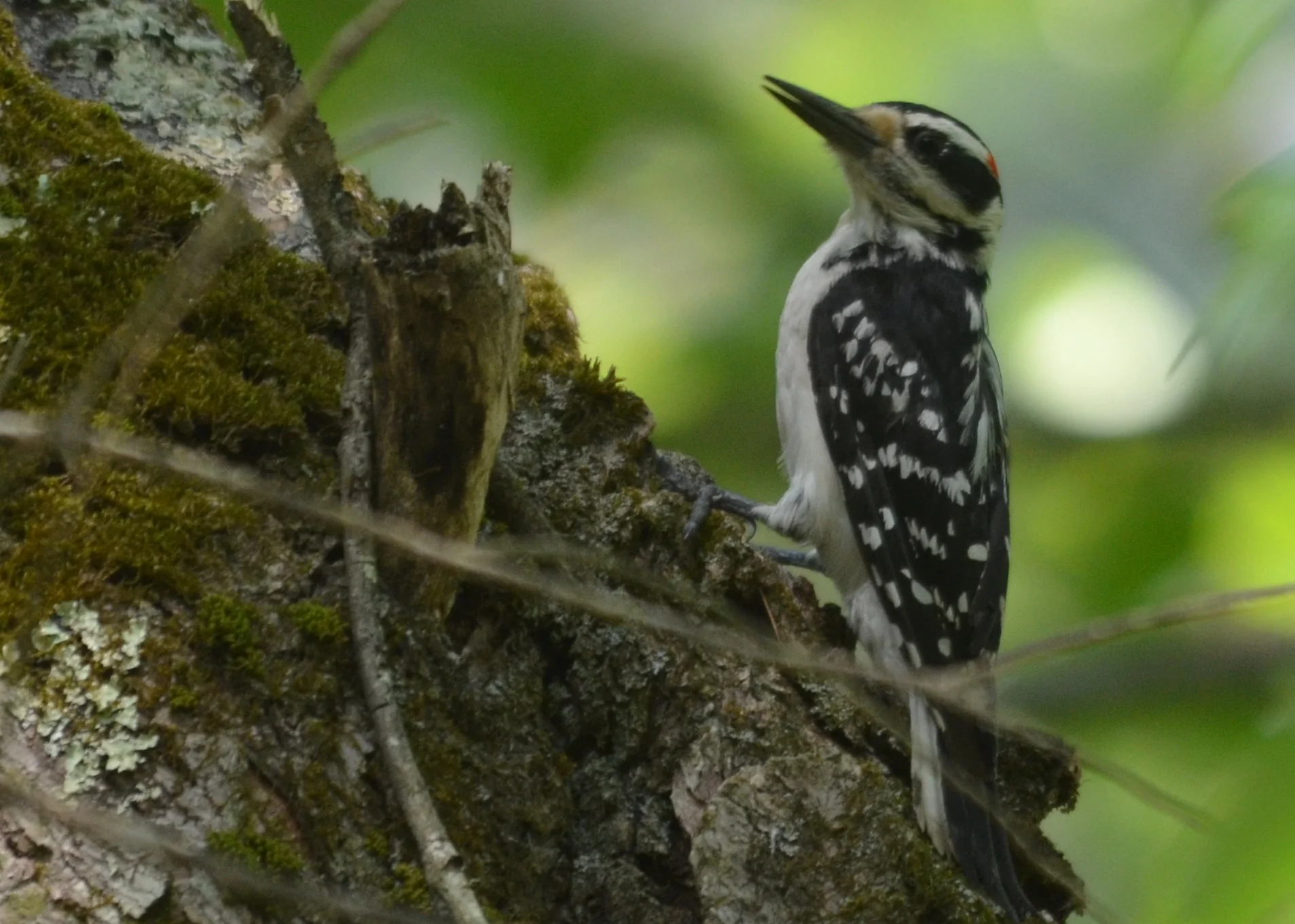 Hairy Woodpecker2.JPG