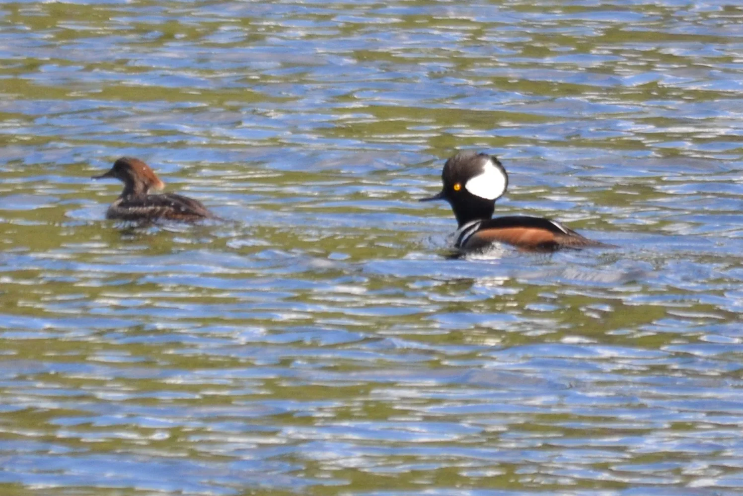 Hooded Mergansers.JPG