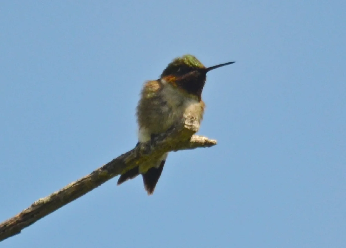 Hummingbird.JPG